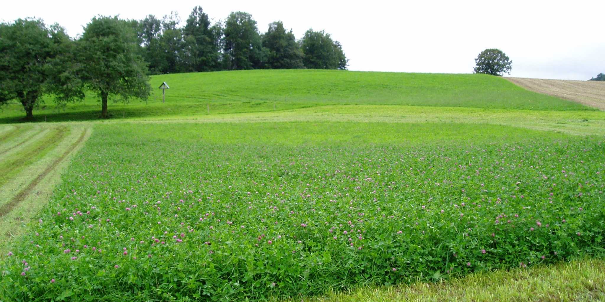 Bild Red Clover