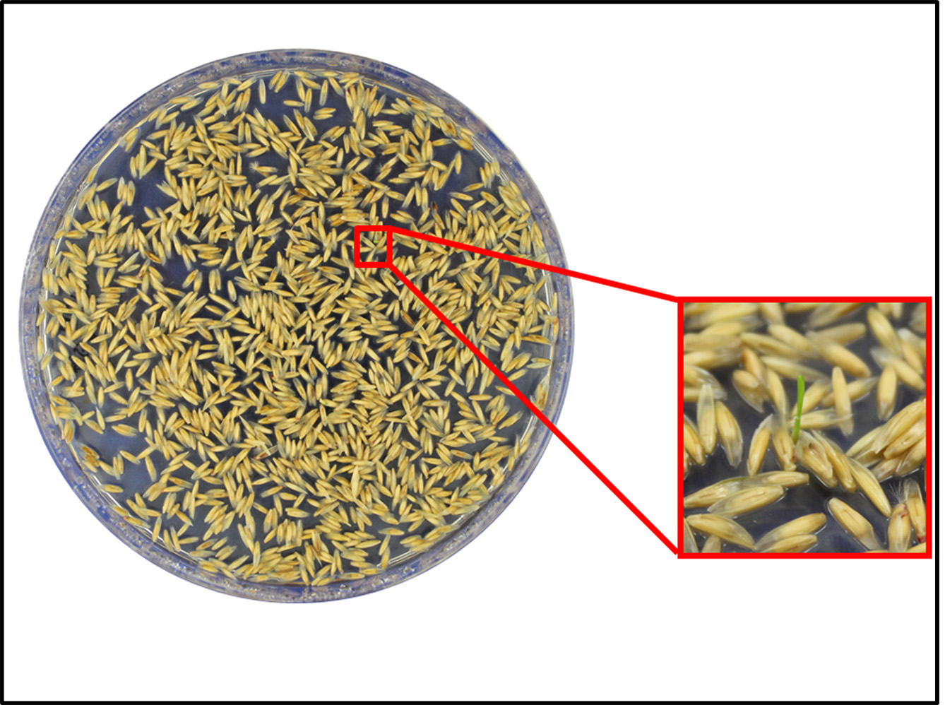 Enlarged view: Forward Genetics