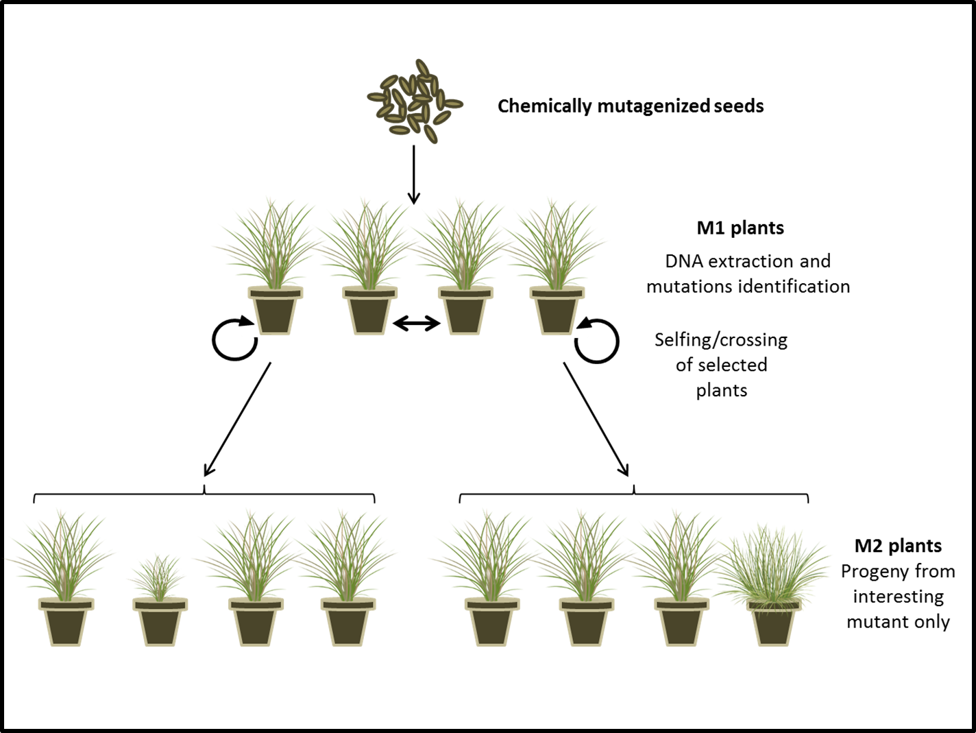 Enlarged view: Forage Tilling