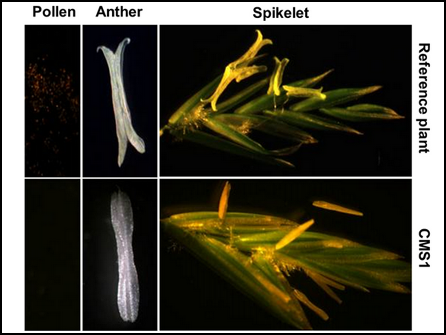 Enlarged view: CMS in perennial ryegrass