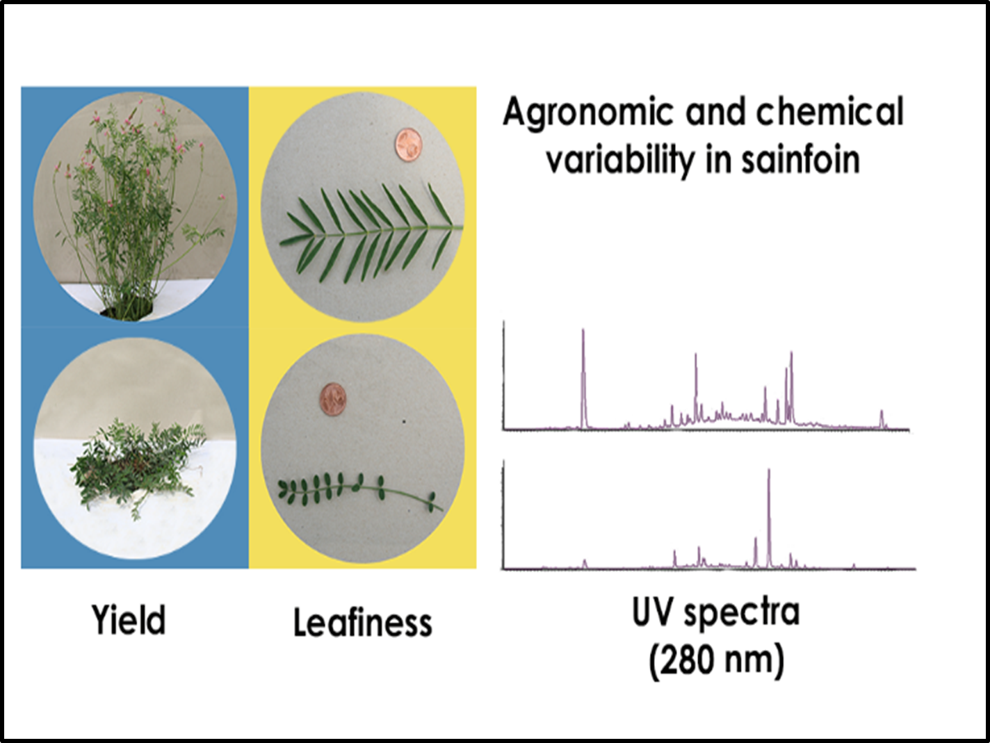 Enlarged view: Sainfoin